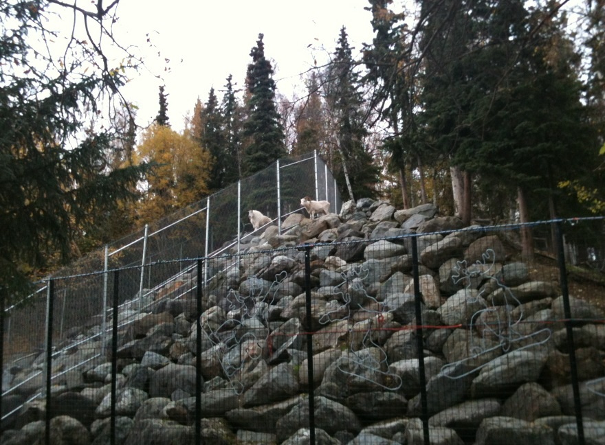 Mountain Goat and Dall Sheep side by side exhibits.