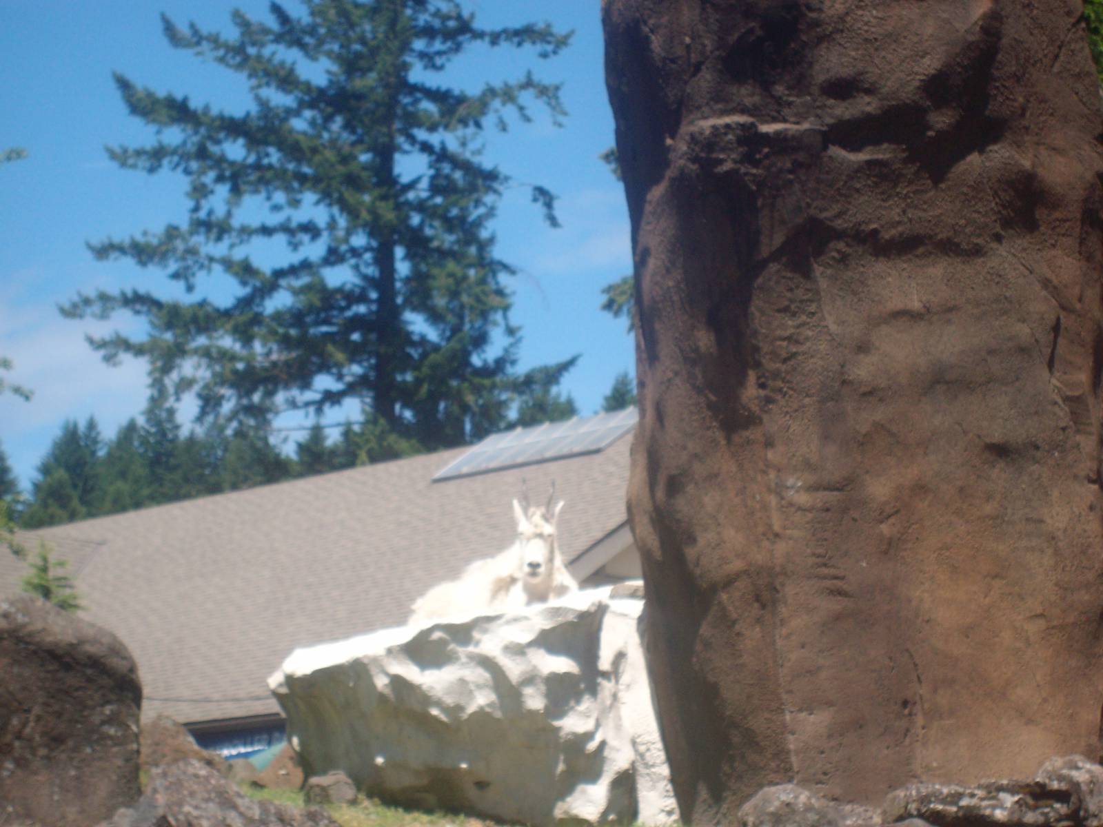Mountain Goat at Oregon Zoo