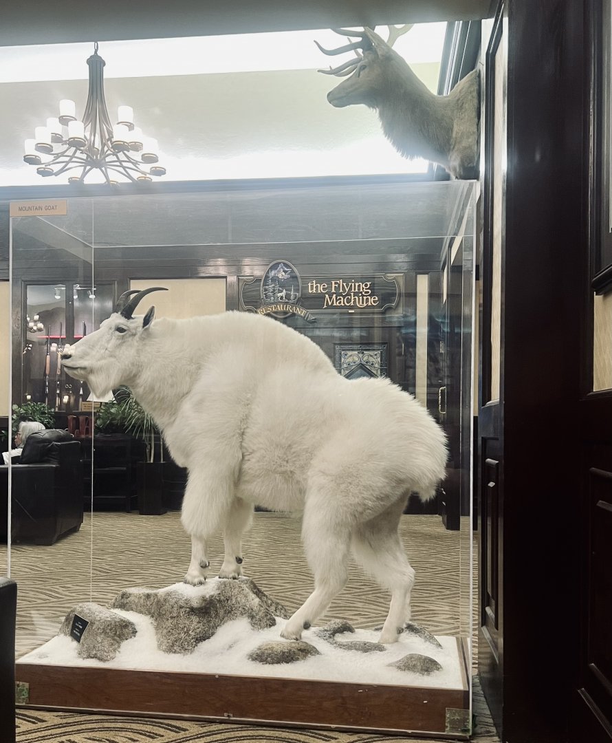 Mountain Goat at the Lakefront Hotel - Anchorage