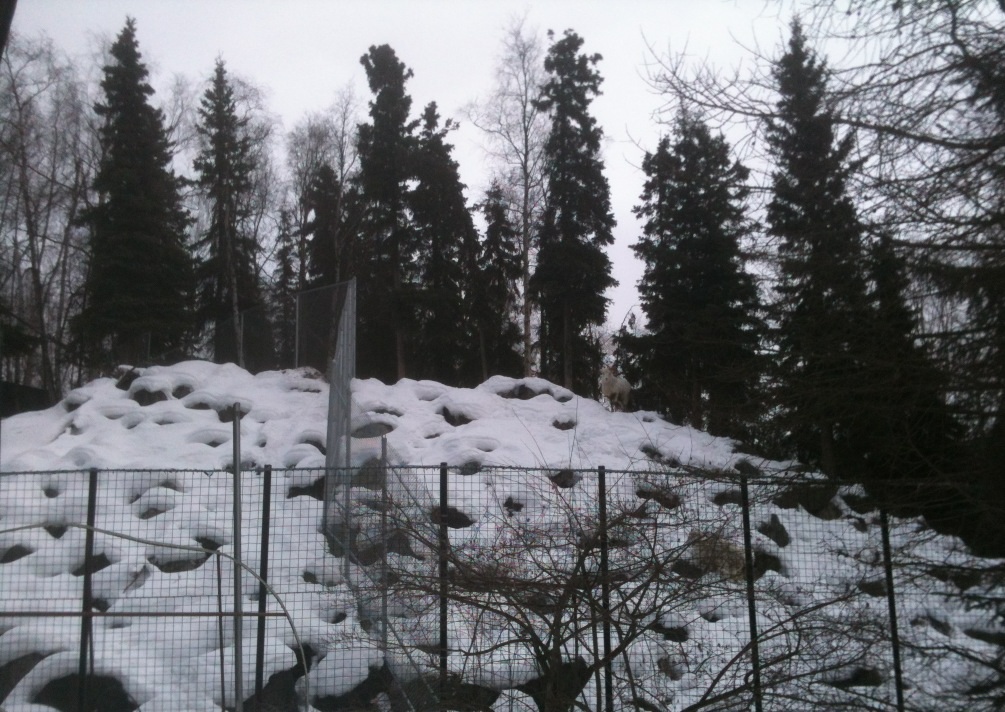 Mountain Goat/Dall Sheep Exhibits