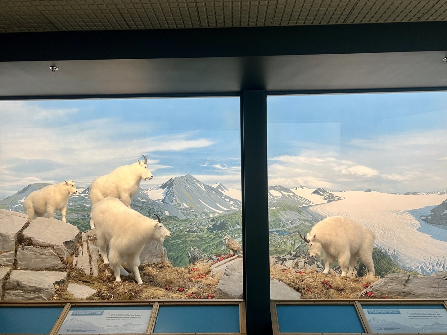 Mountain Goat Diorama