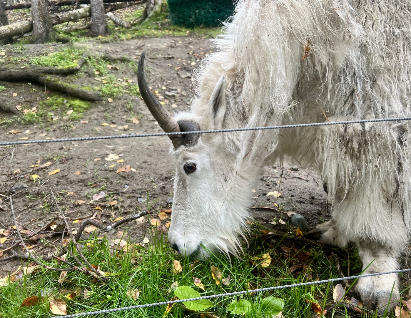 Mountain Goat eating falling leaves