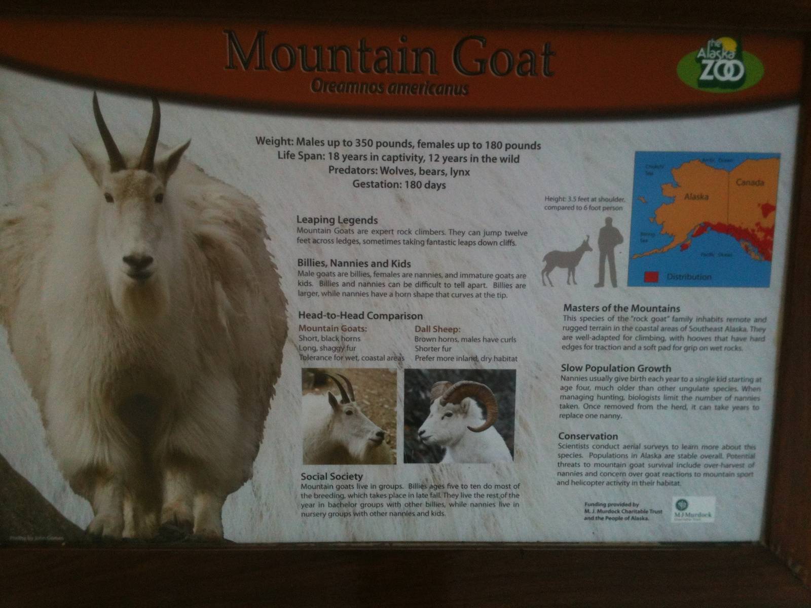 Mountain Goat Educational Sign