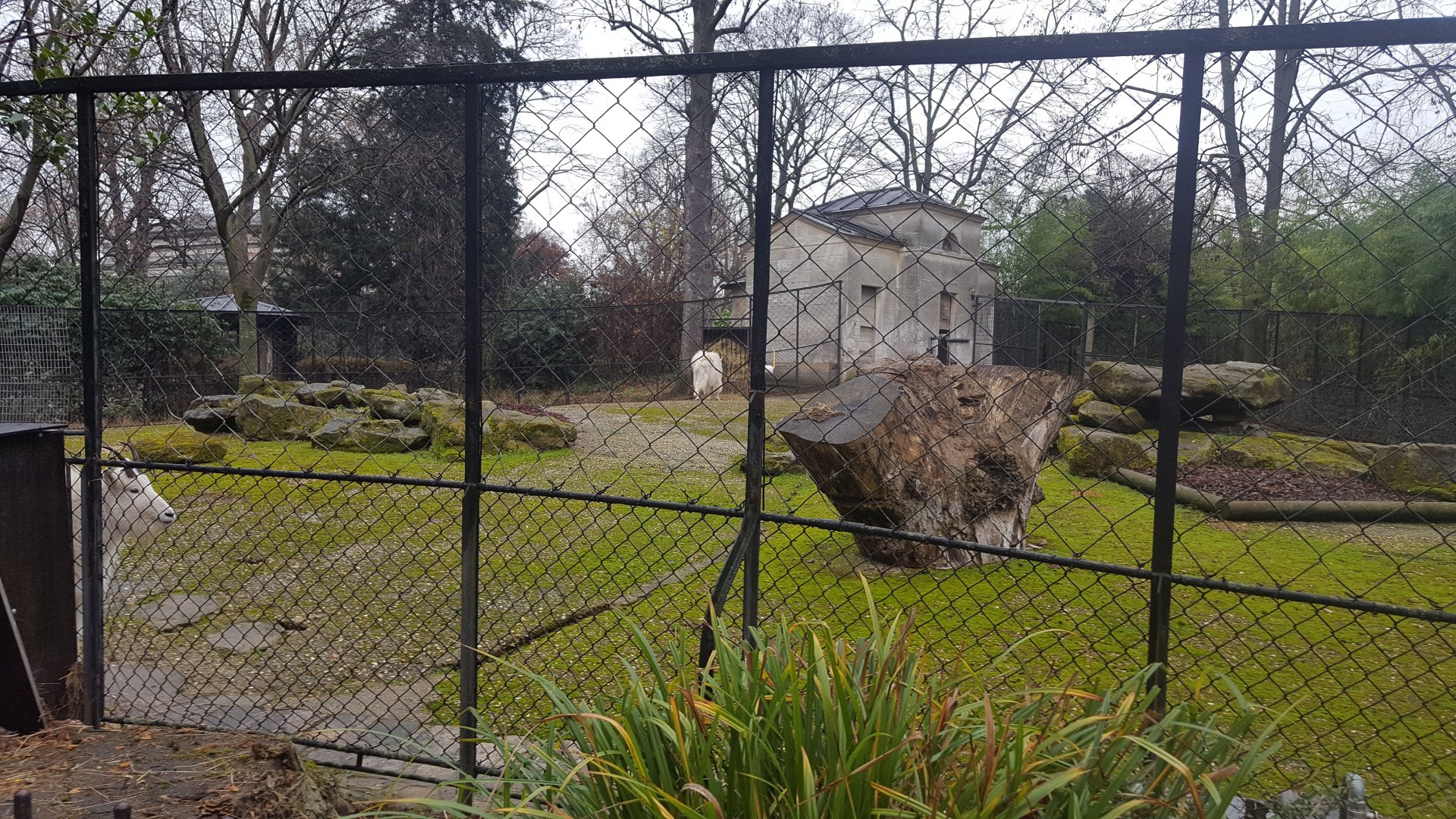 mountain goat enclosure