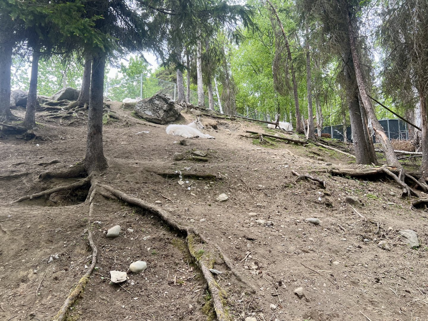 Mountain Goat Enclosure