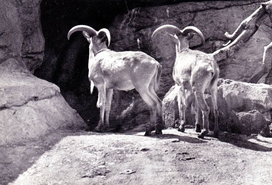Mountain Goat Exhibit - 70's