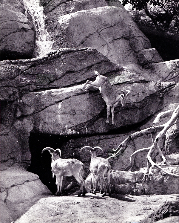 Mountain Goat Exhibit - 70's
