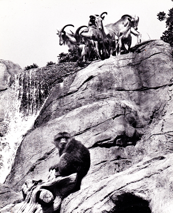 Mountain Goat Exhibit - 70's