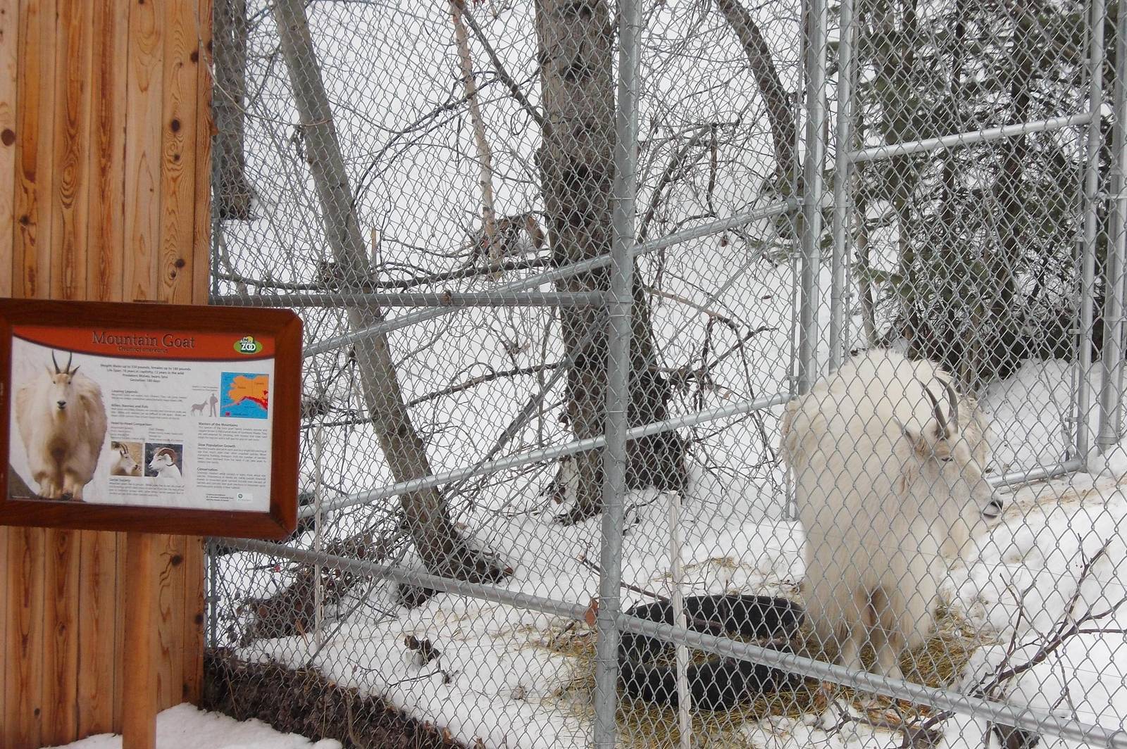 Mountain Goat Exhibit and Sign
