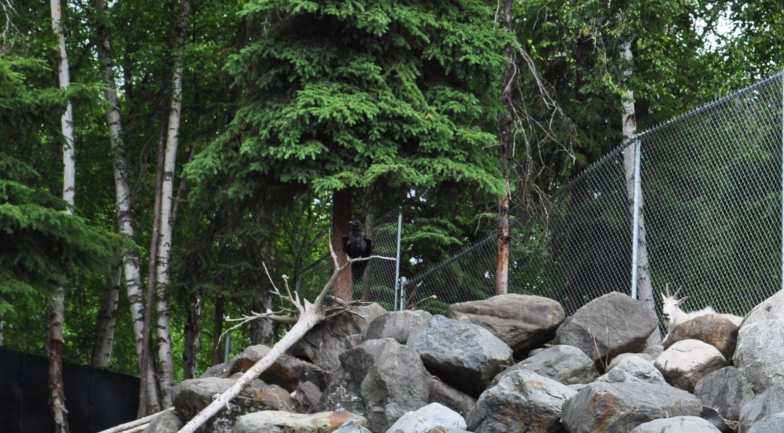 Mountain Goat Exhibit (with wild Common Raven)
