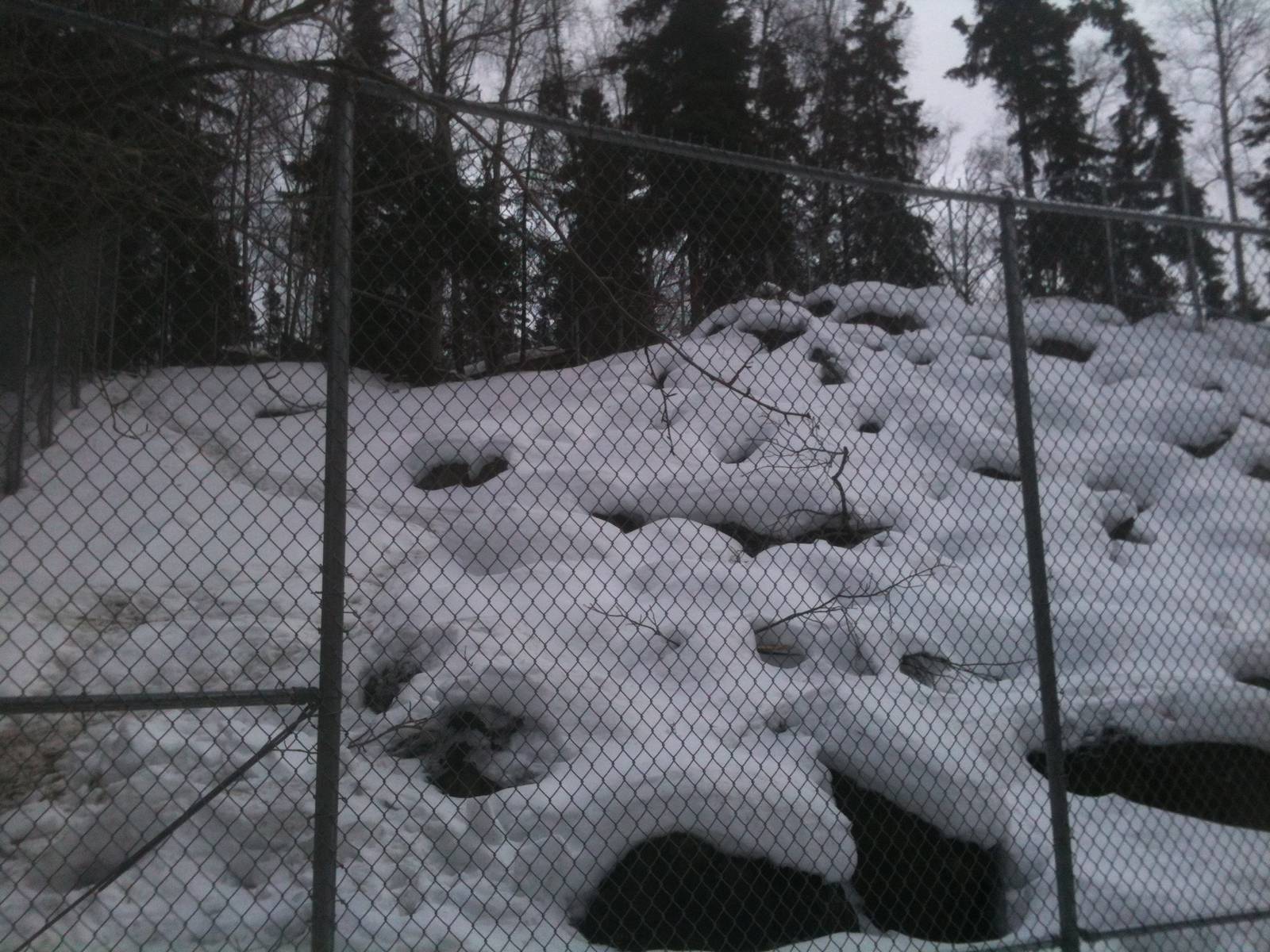 Mountain Goat Exhibit