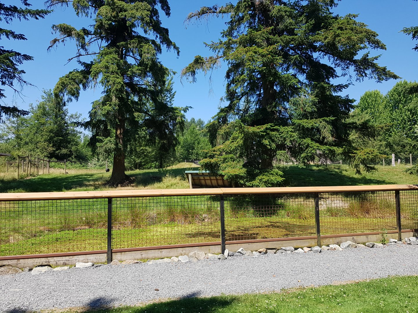 Mountain Goat Exhibit