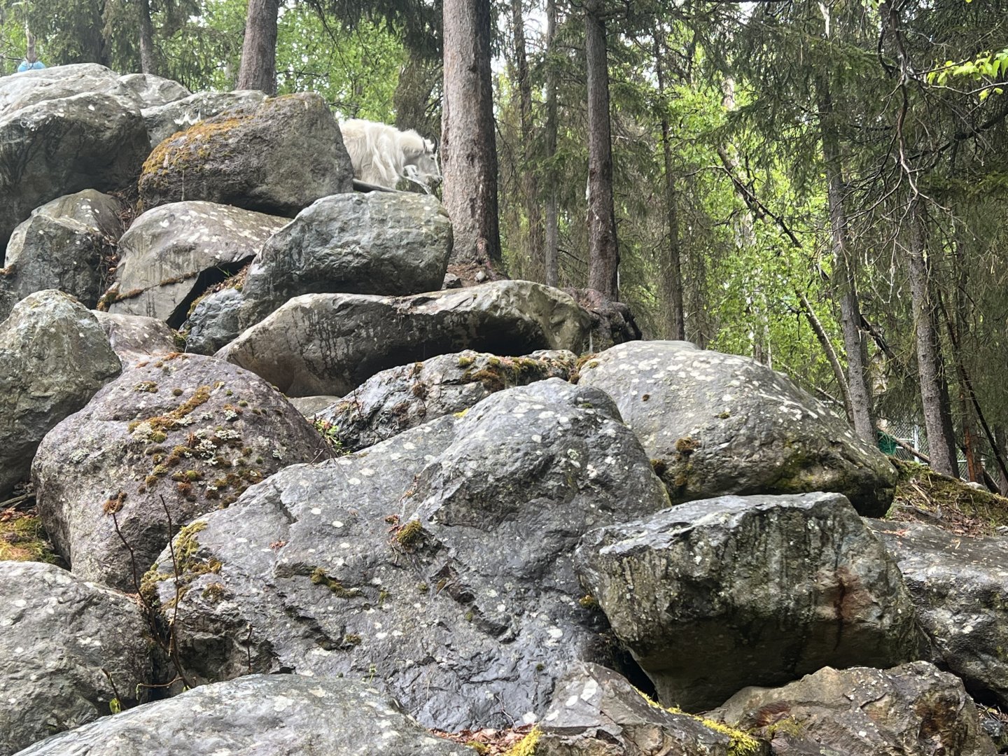 Mountain Goat Exhibit