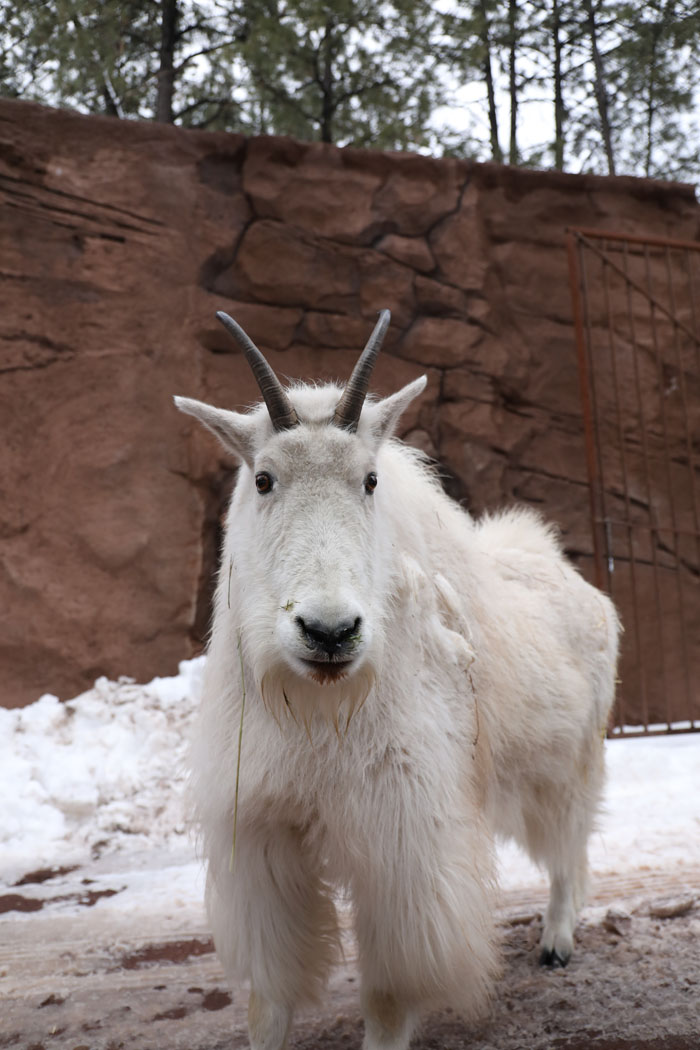 mountain goat in drive-thru
