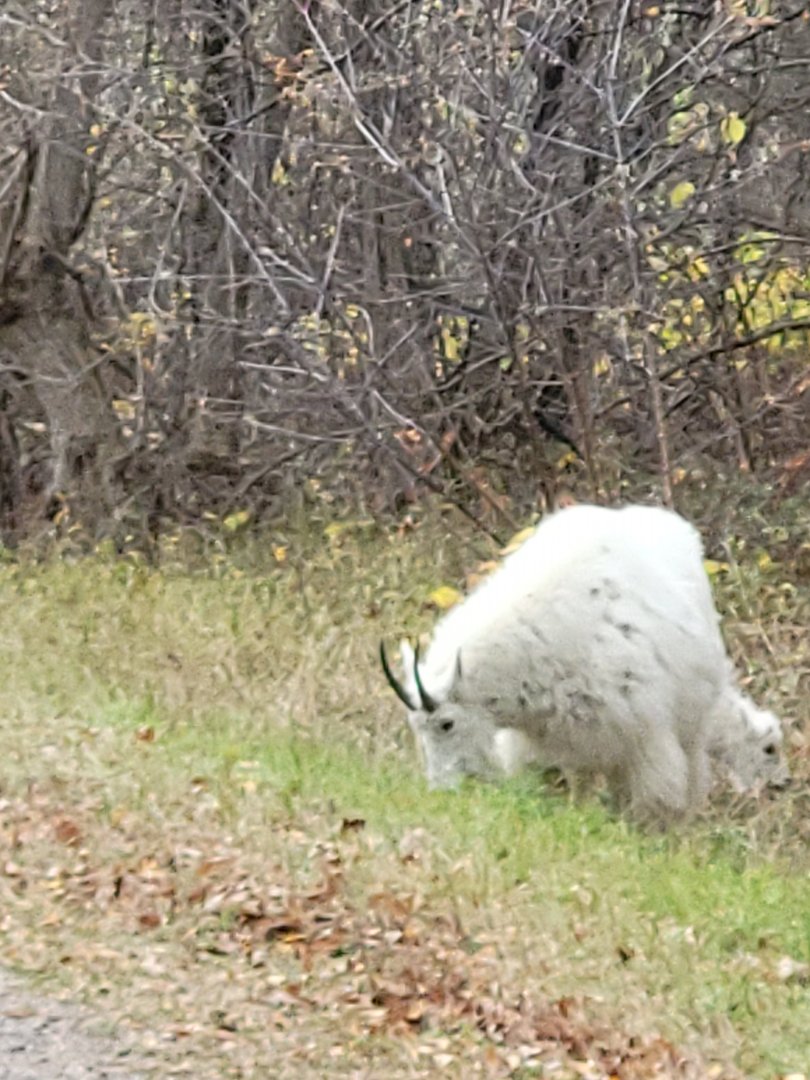 Mountain goat in Spearfish Canyon, South Dakota