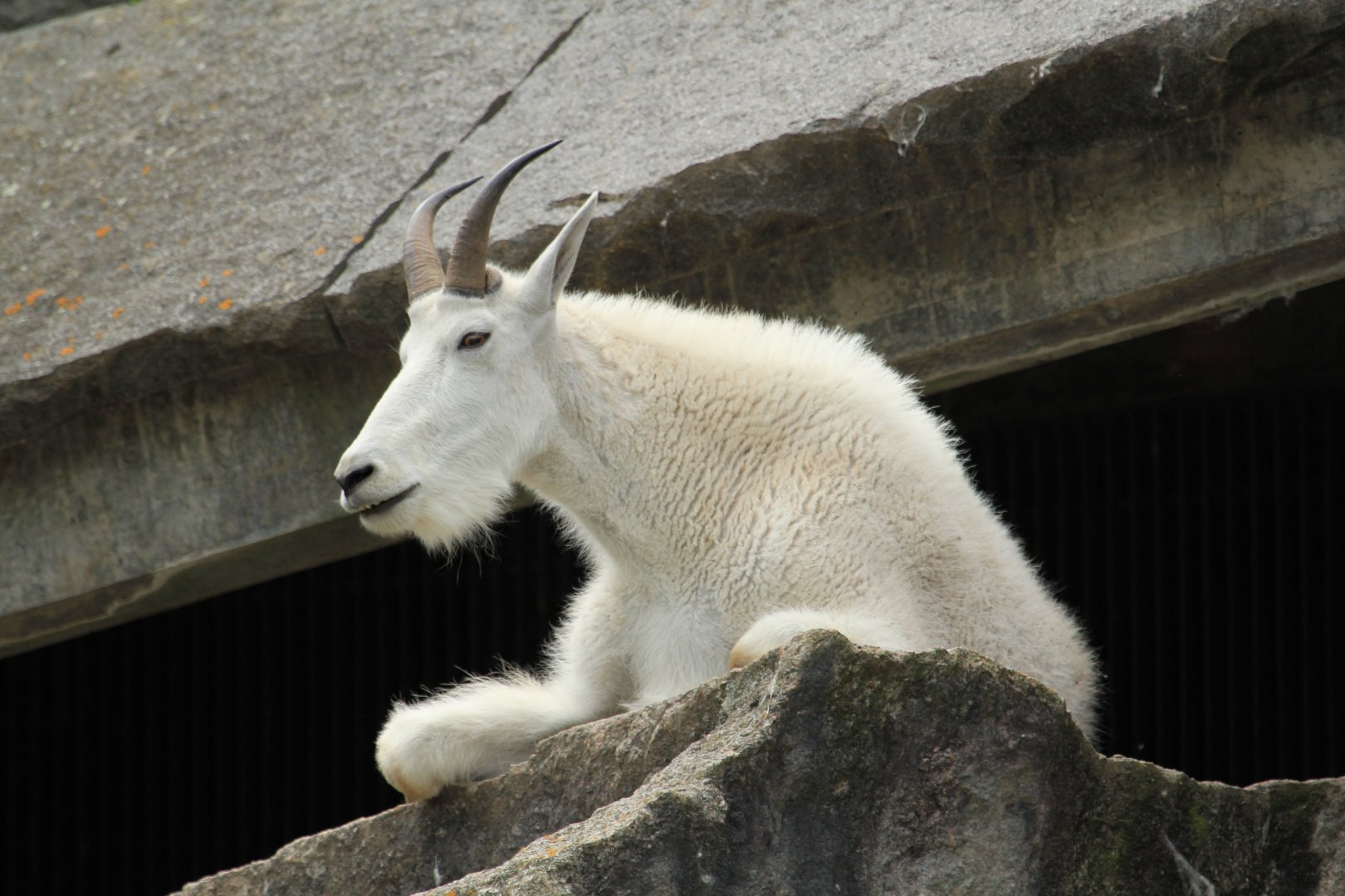 Mountain goat (June 2013)