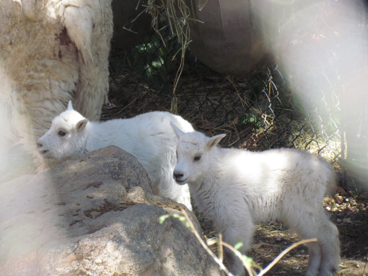 Mountain Goat Kids