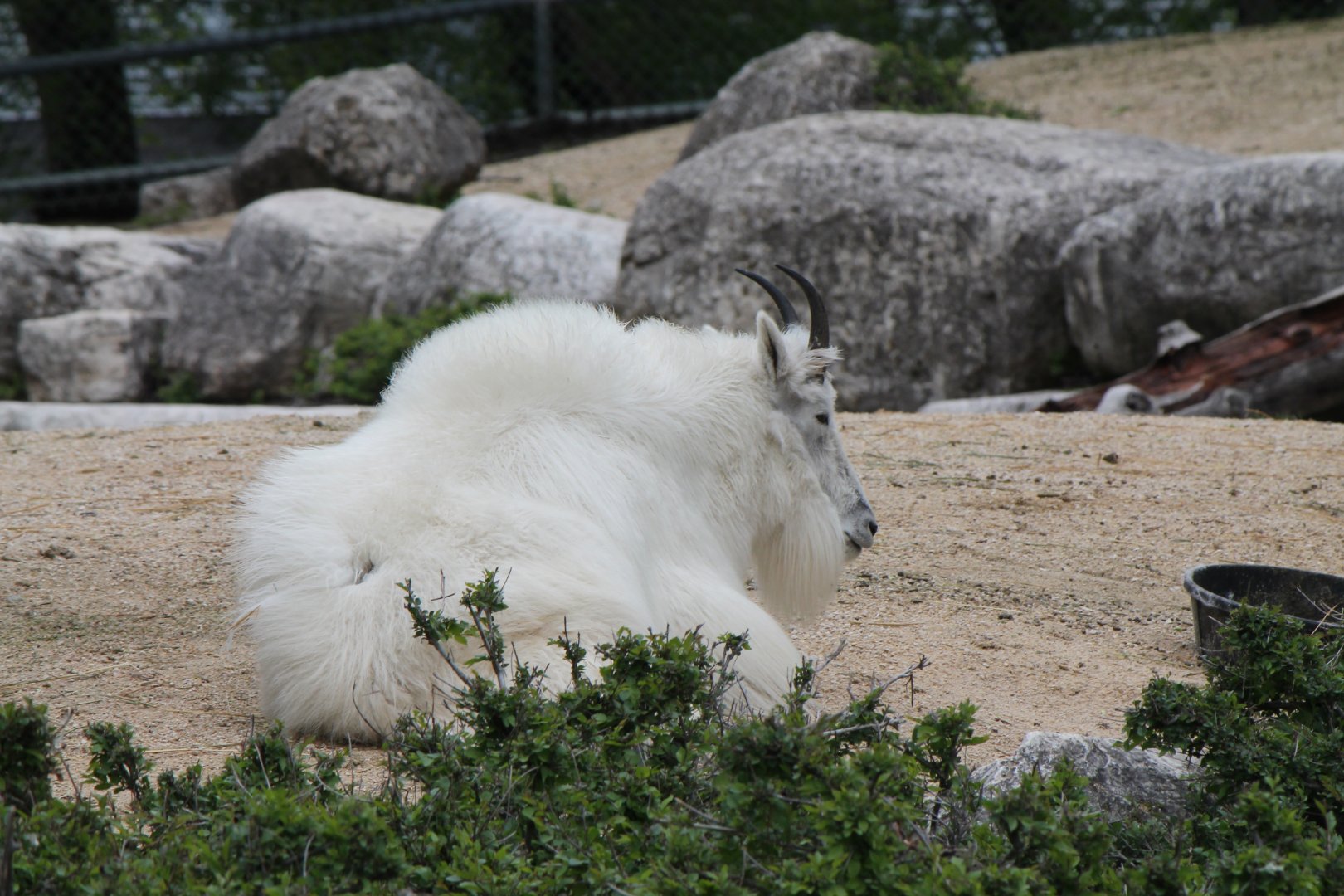 Mountain goat - Open Range