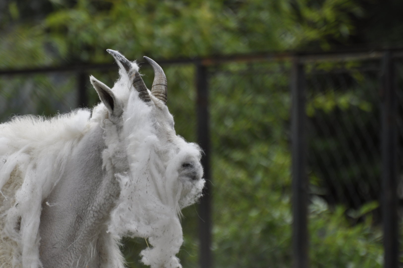 Mountain goat (Oreamnos americanus)