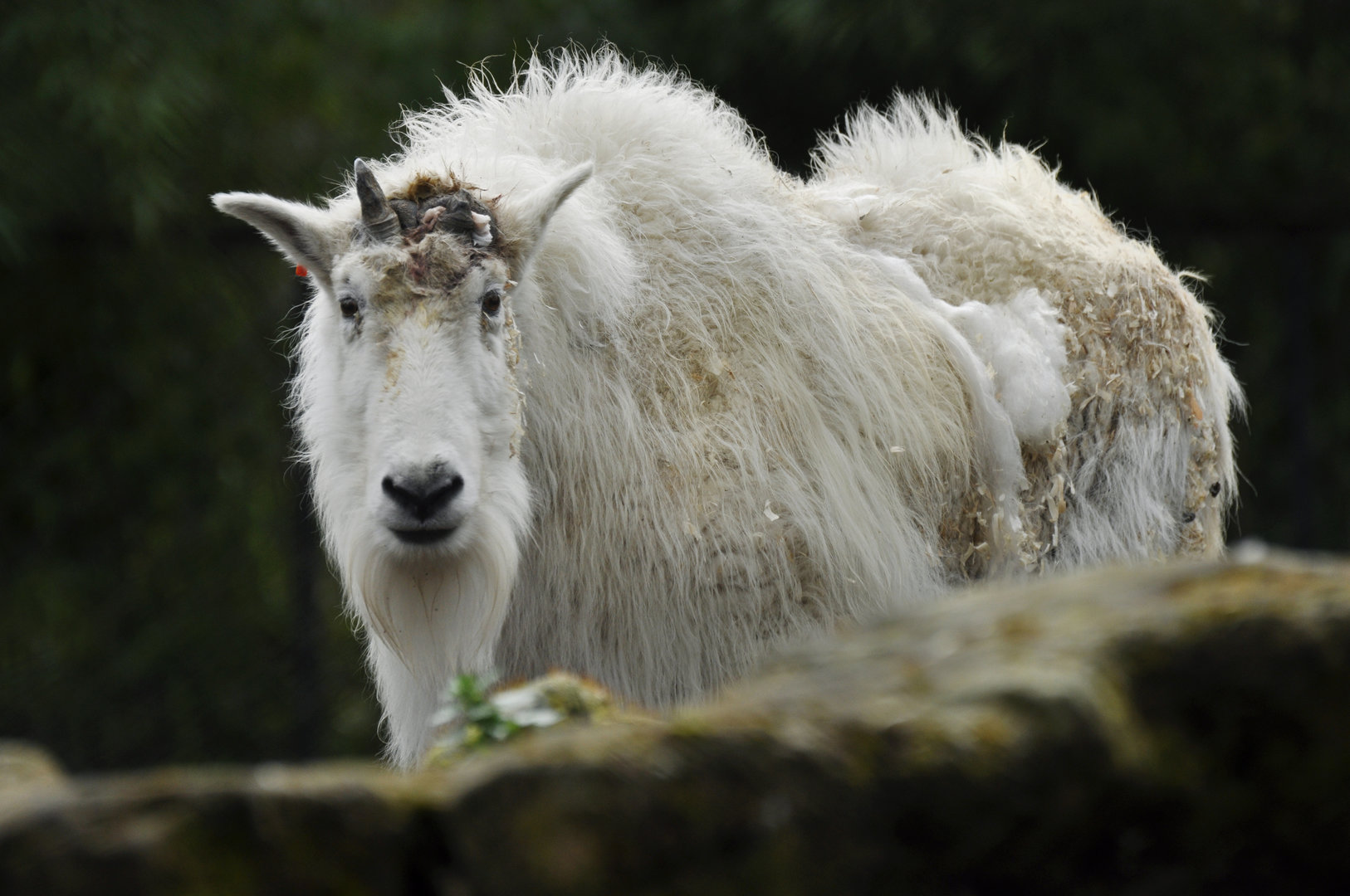 Mountain goat (Oreamnos americanus)