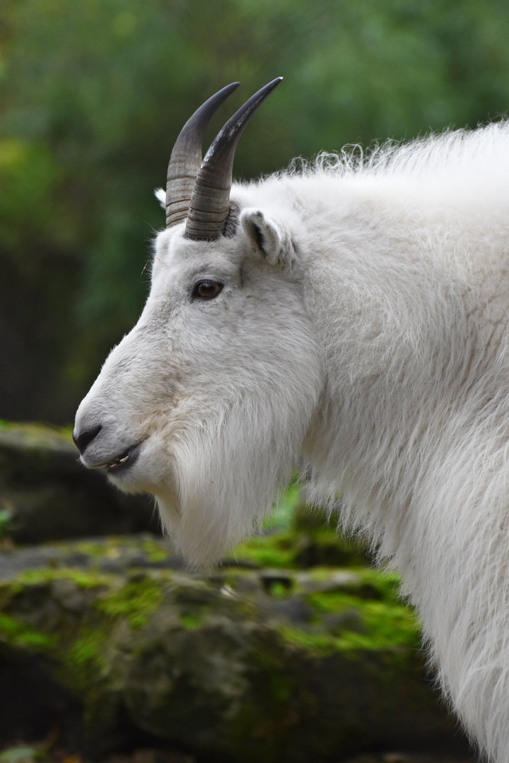 Mountain goat (Oreamnos americanus)