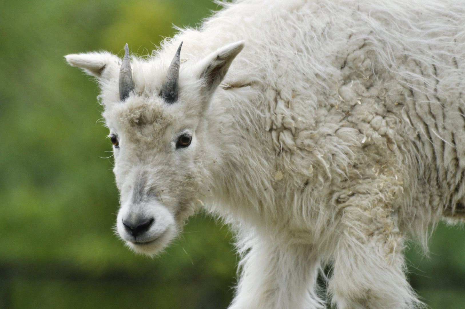 Mountain goat (Oreamnos americanus)