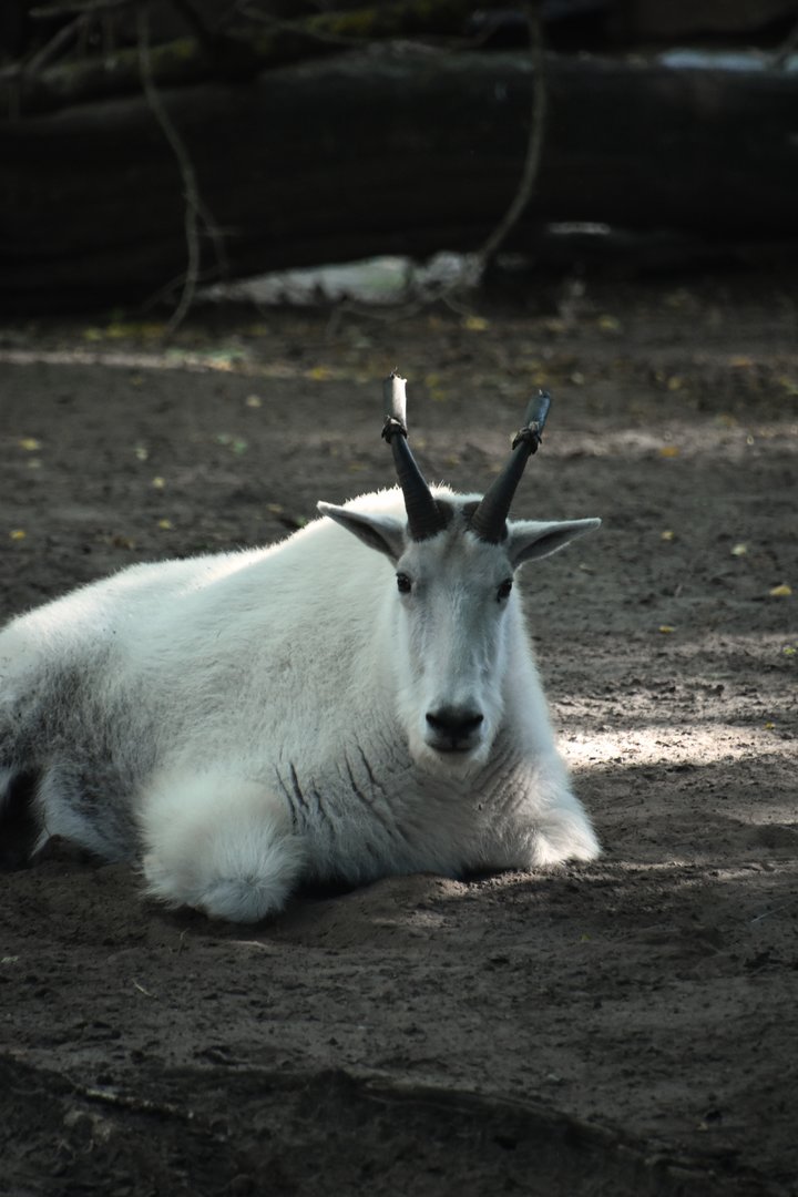 Mountain goat, Oreamnos americanus