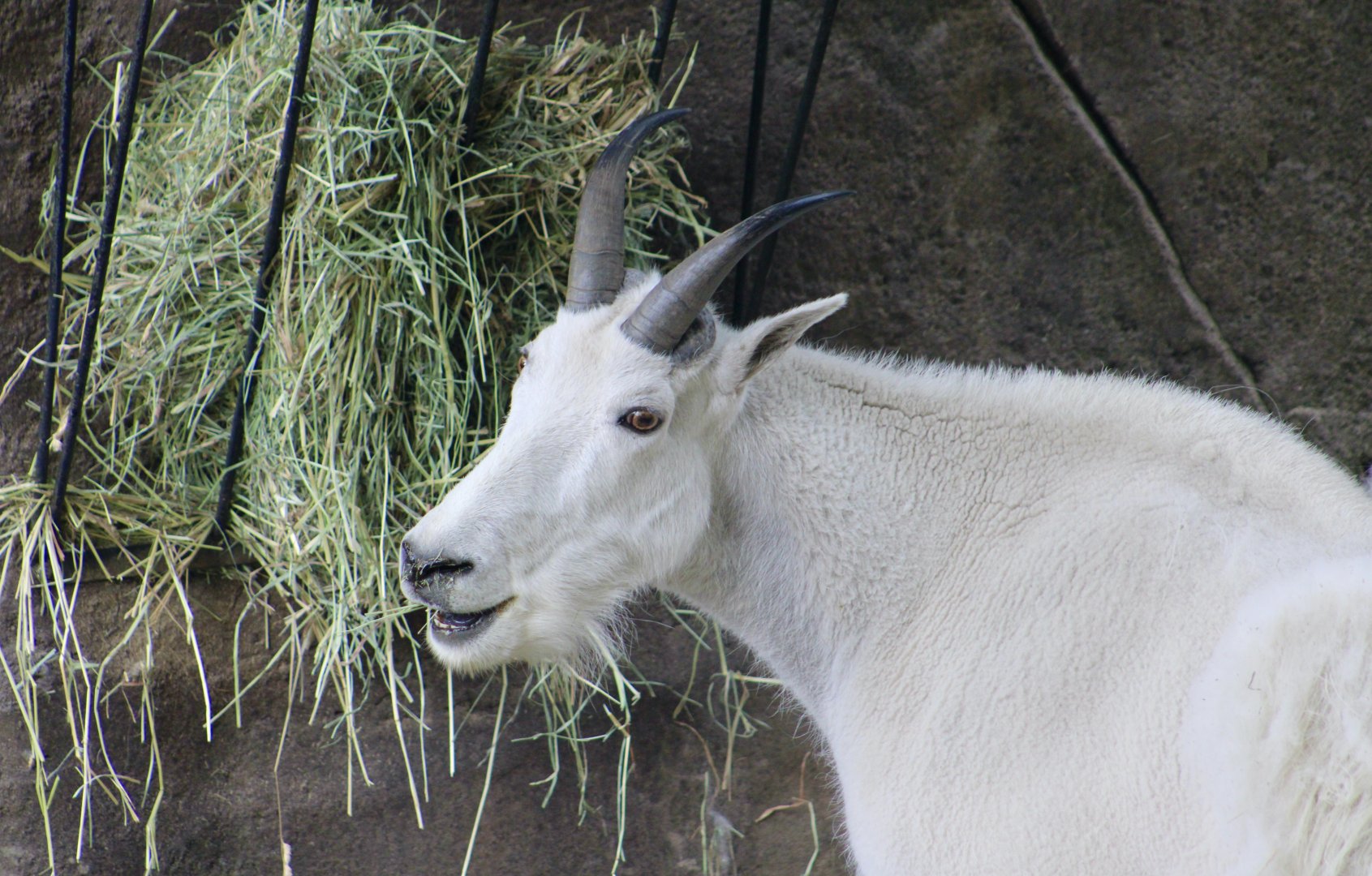 Mountain Goat (Oreamnos americanus)