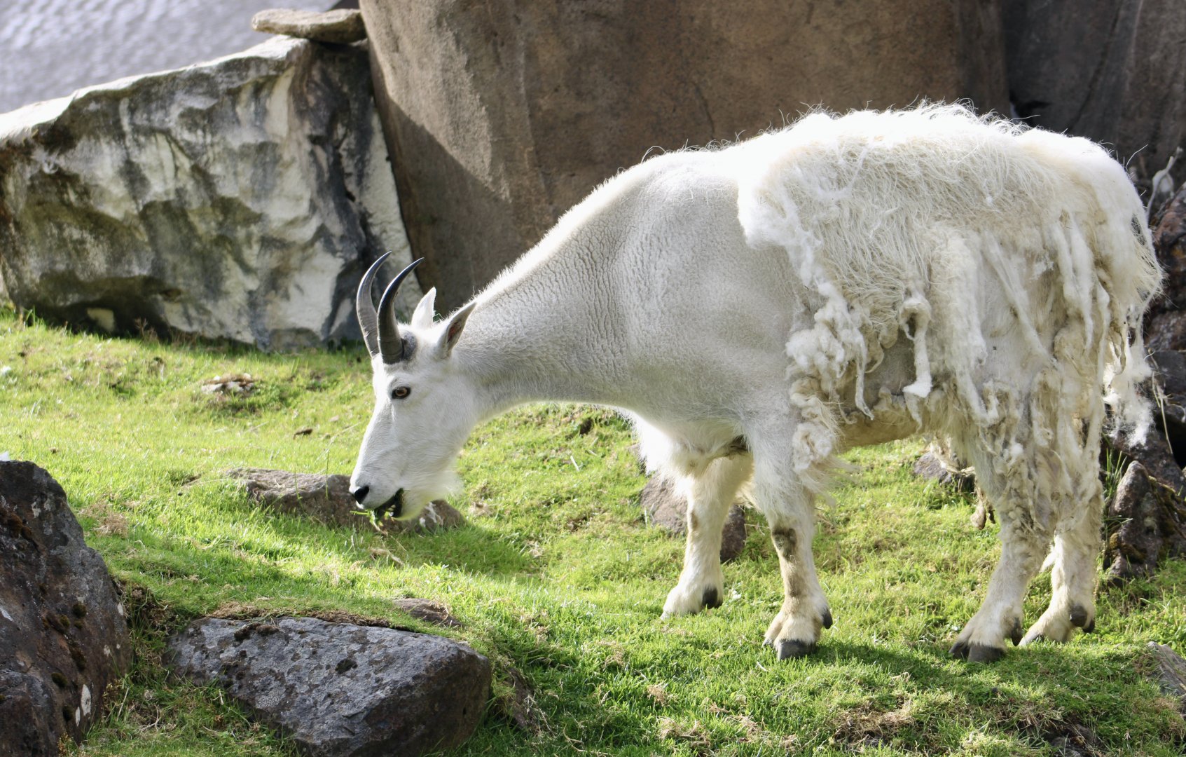 Mountain Goat (Oreamnos americanus)