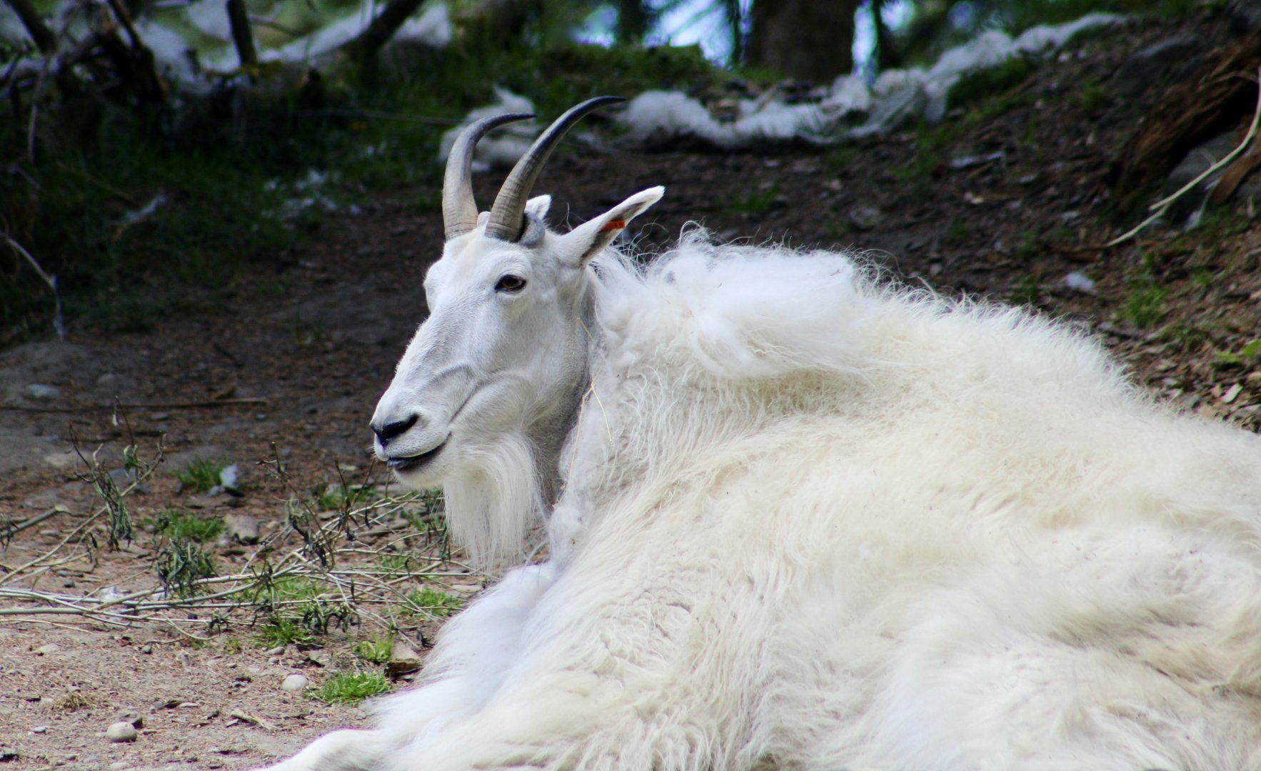 Mountain Goat (Oreamnos americanus)