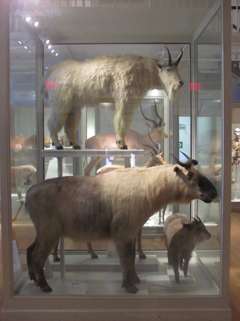 Mountain Goat & Takin