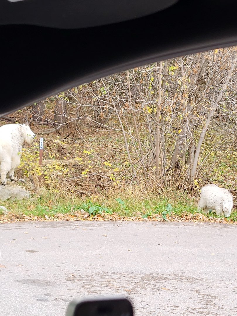 Mountain goat with kid in Spearfish Canyon, South Dakota