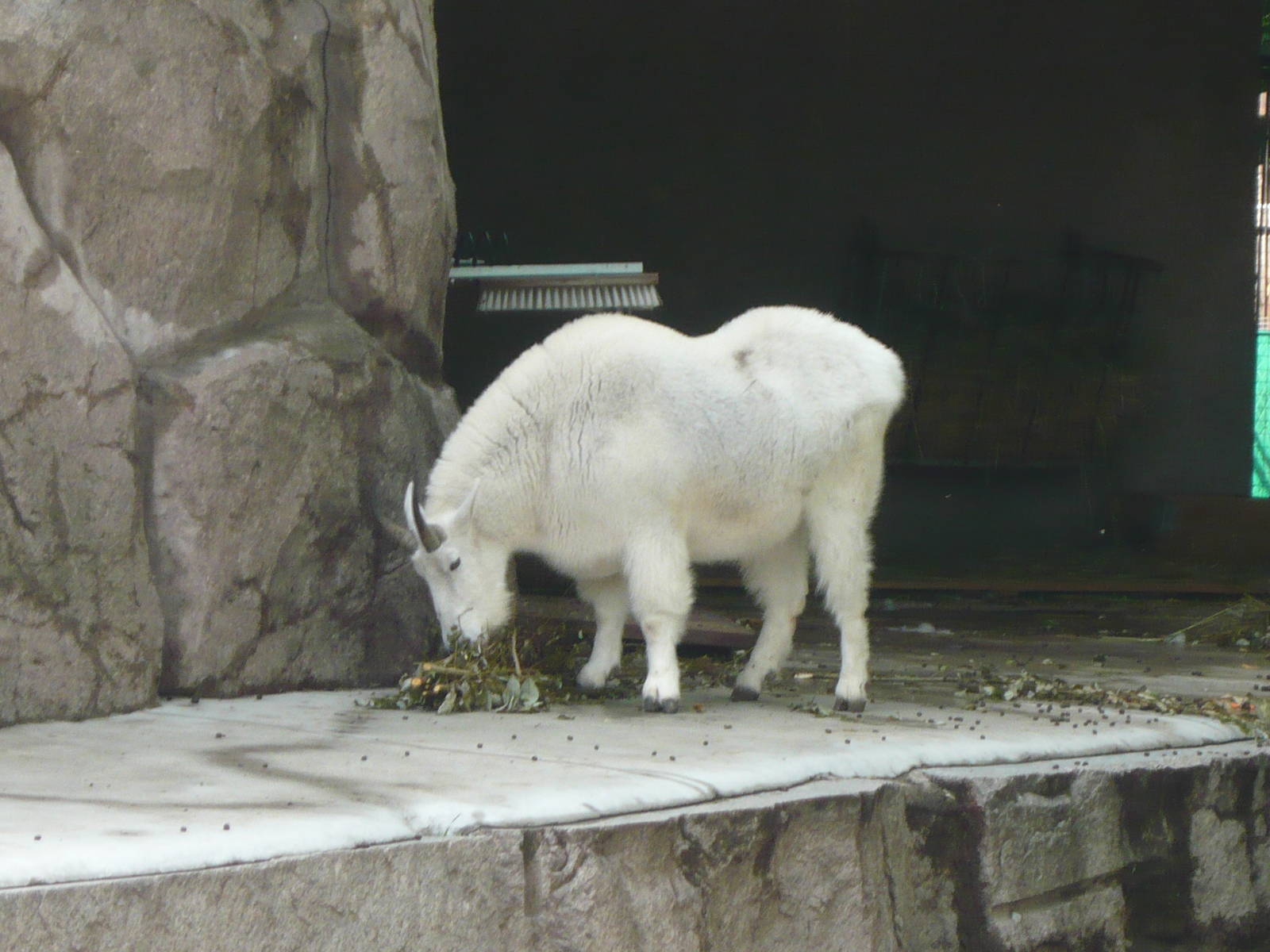 Mountain goat