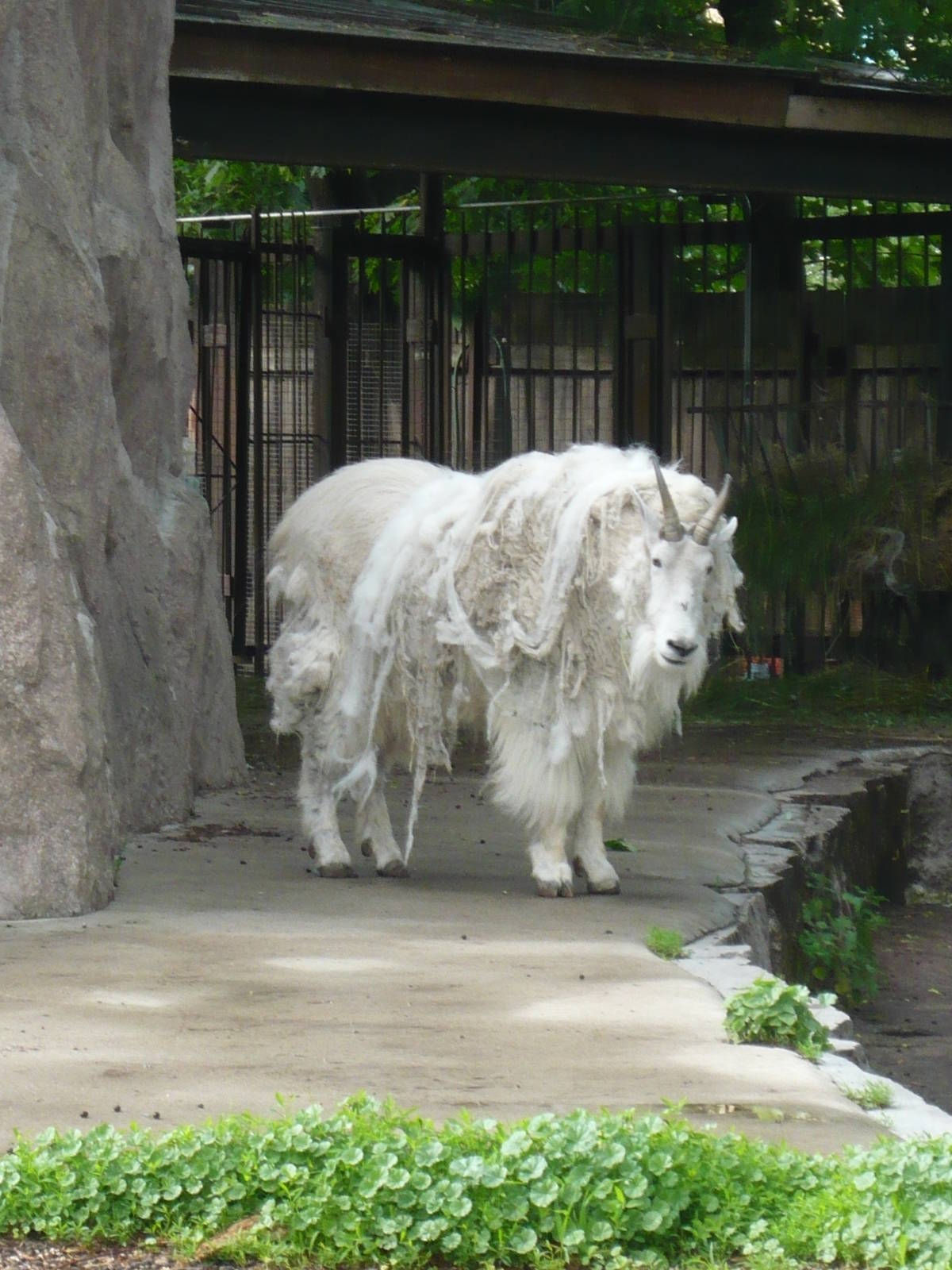 Mountain goat