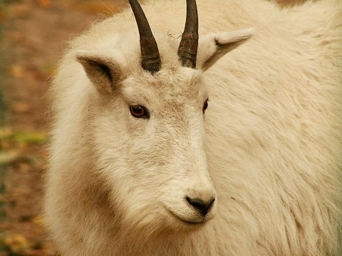 Mountain Goat