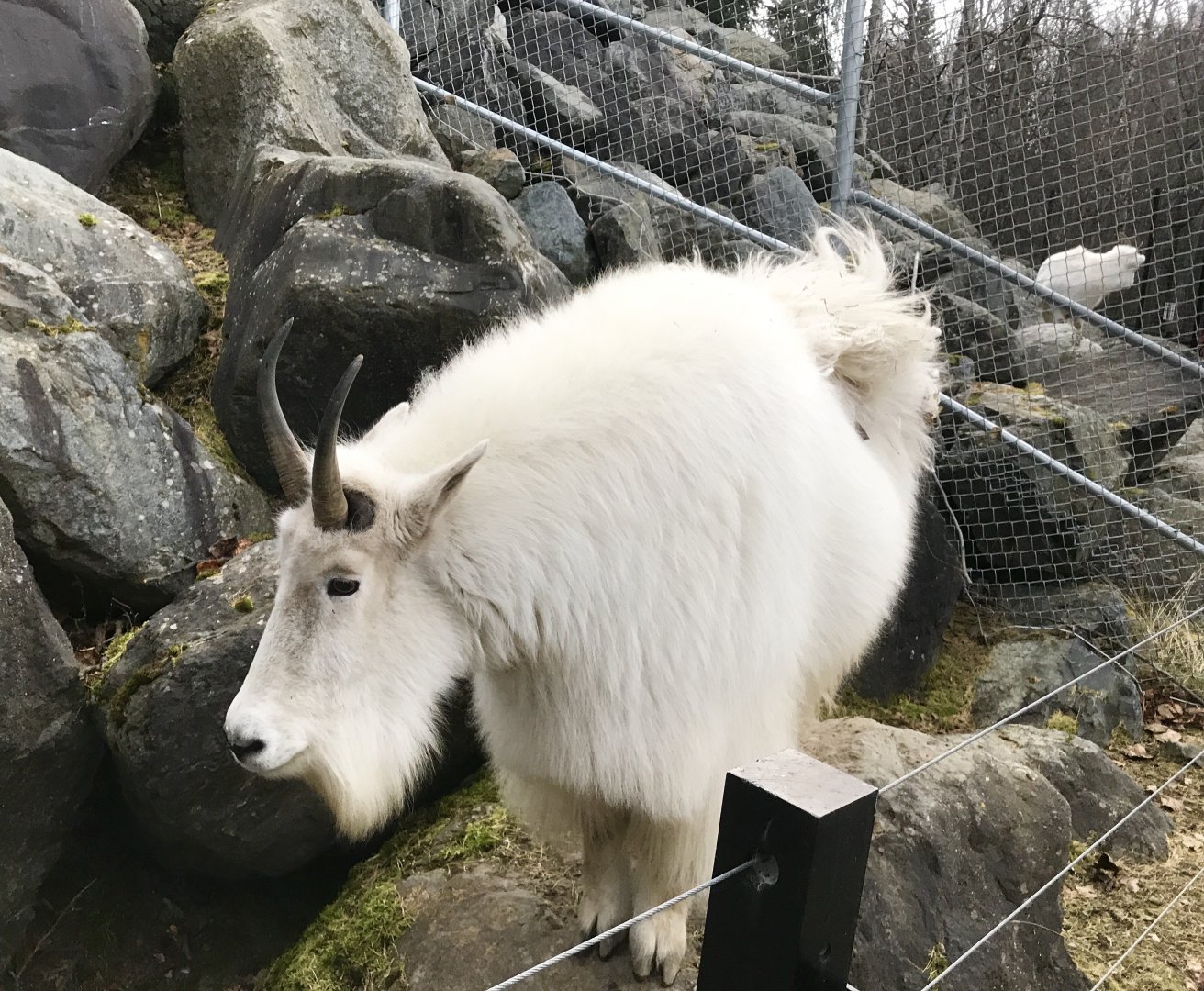 Mountain Goat