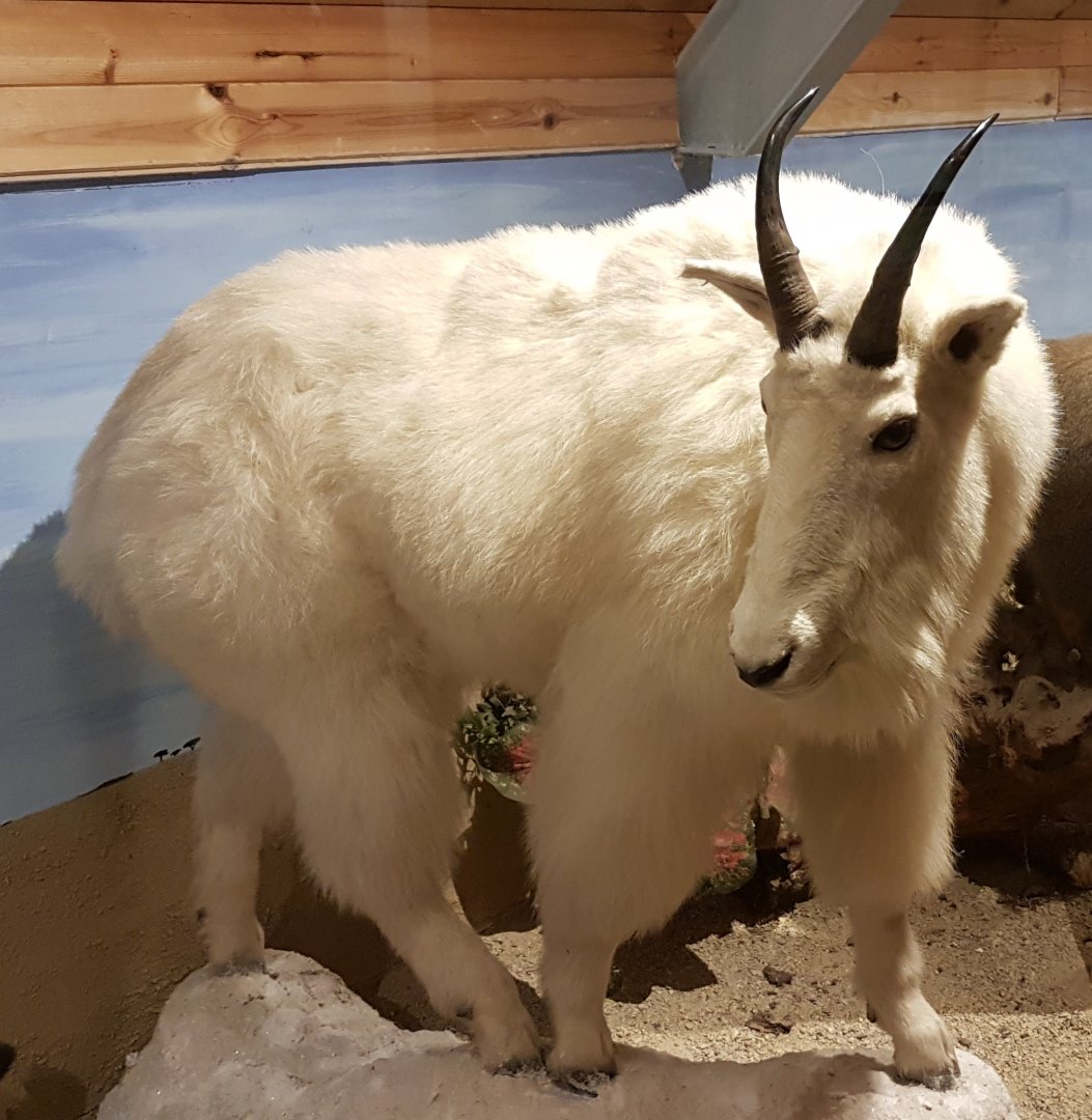 Mountain goat