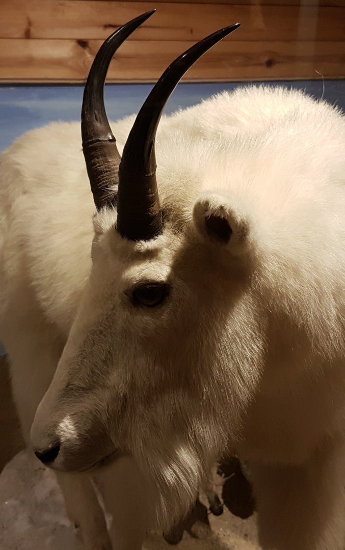 Mountain goat