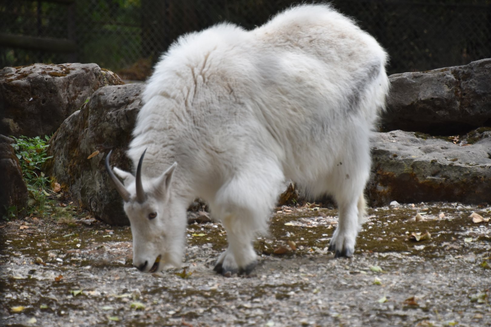 Mountain goat