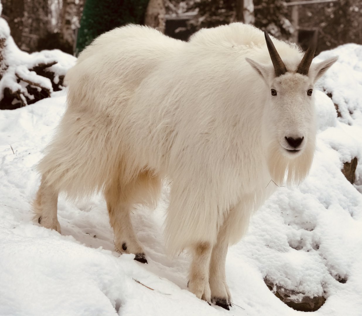 Mountain Goat