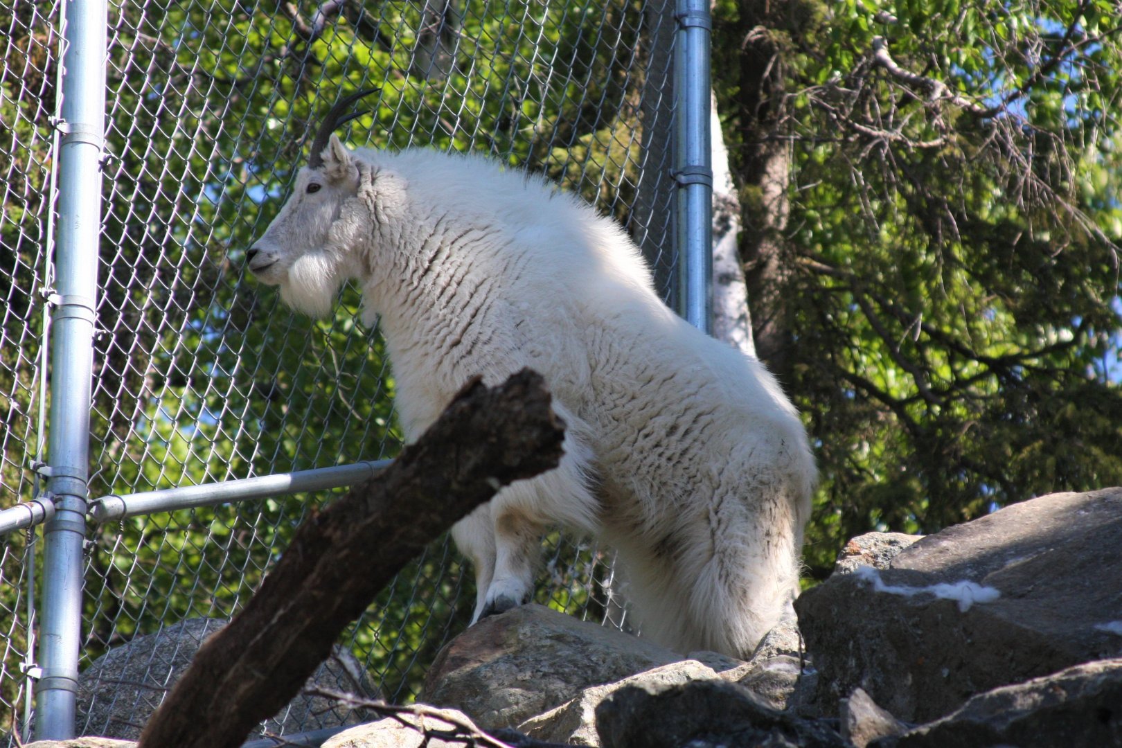 Mountain Goat