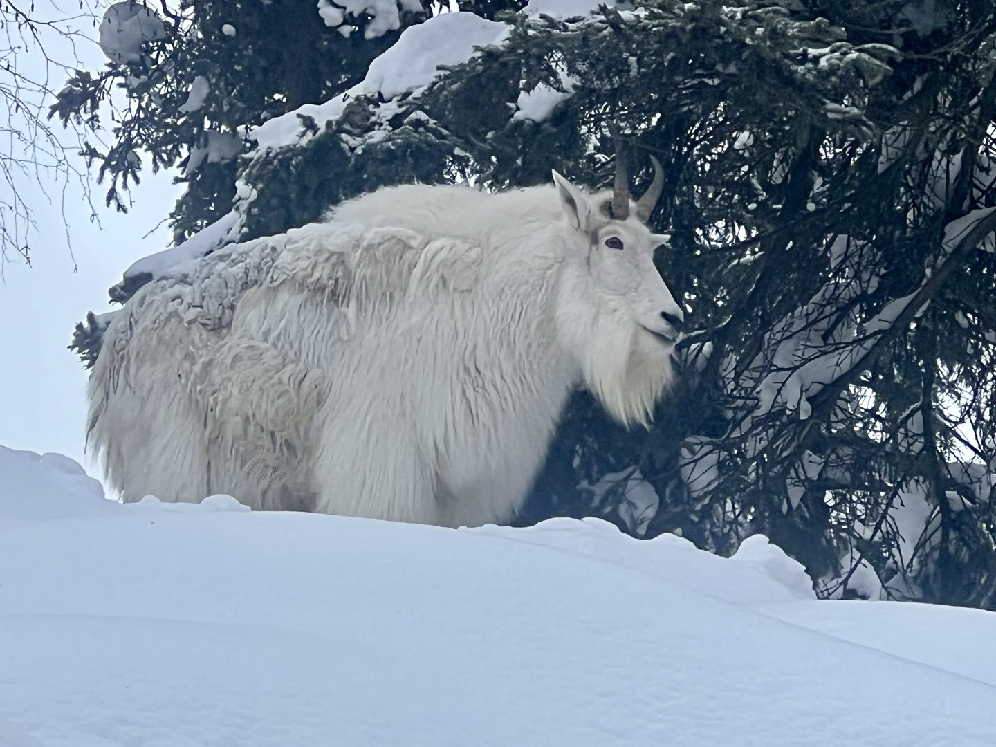 Mountain Goat