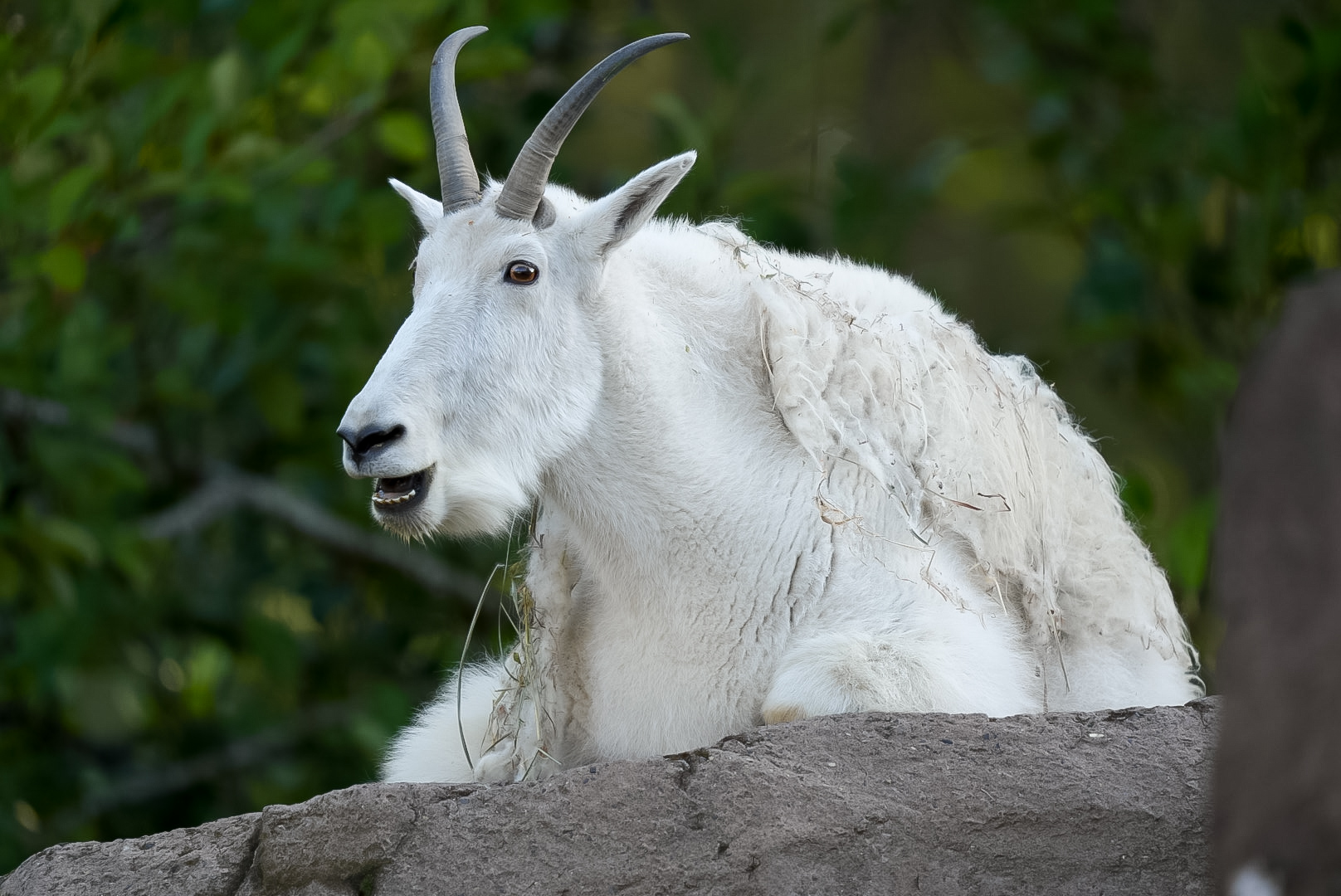 Mountain Goat