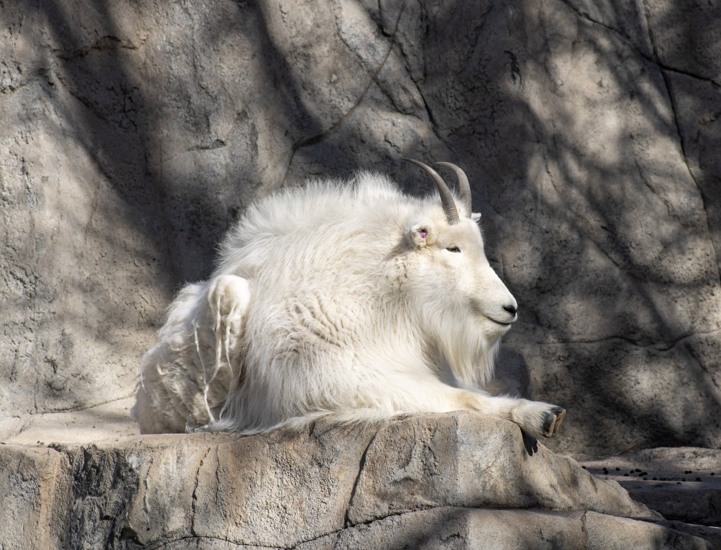 Mountain Goat