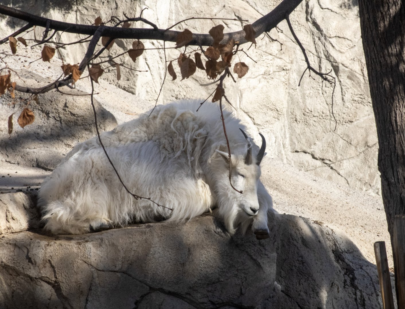 Mountain Goat