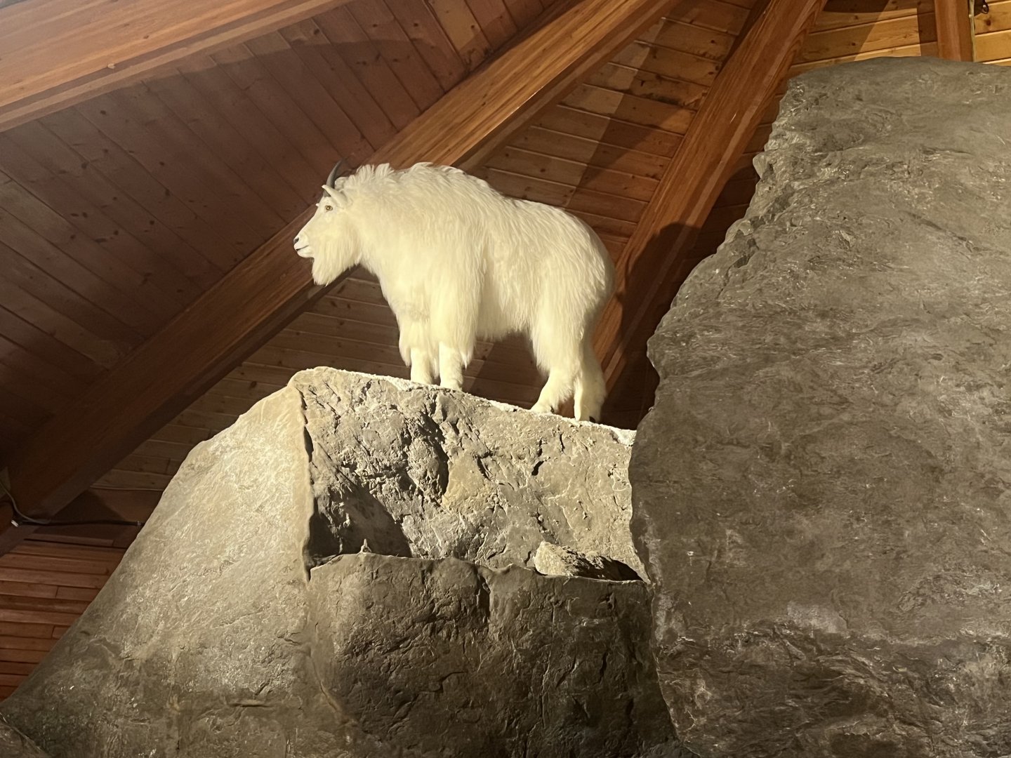 Mountain Goat
