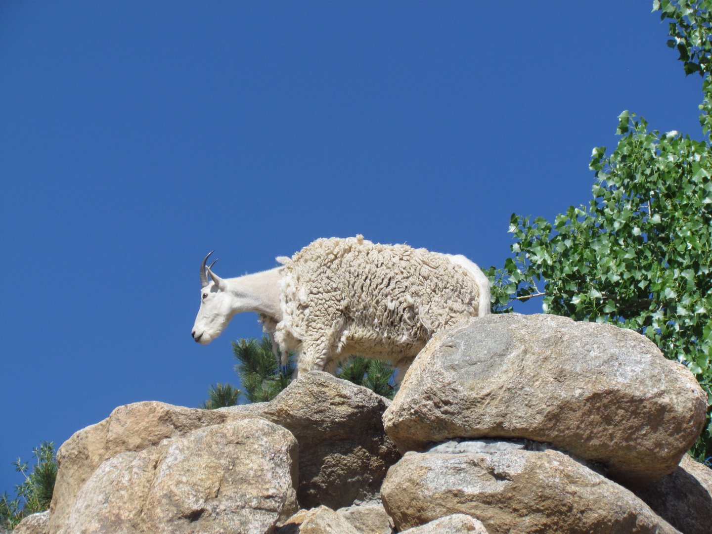 Mountain Goat