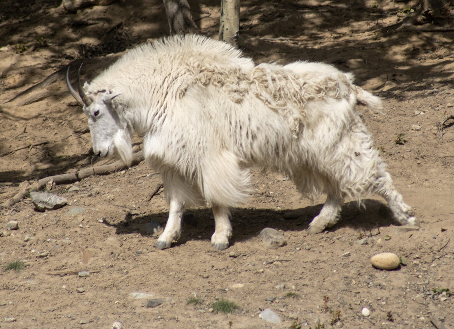 Mountain Goat