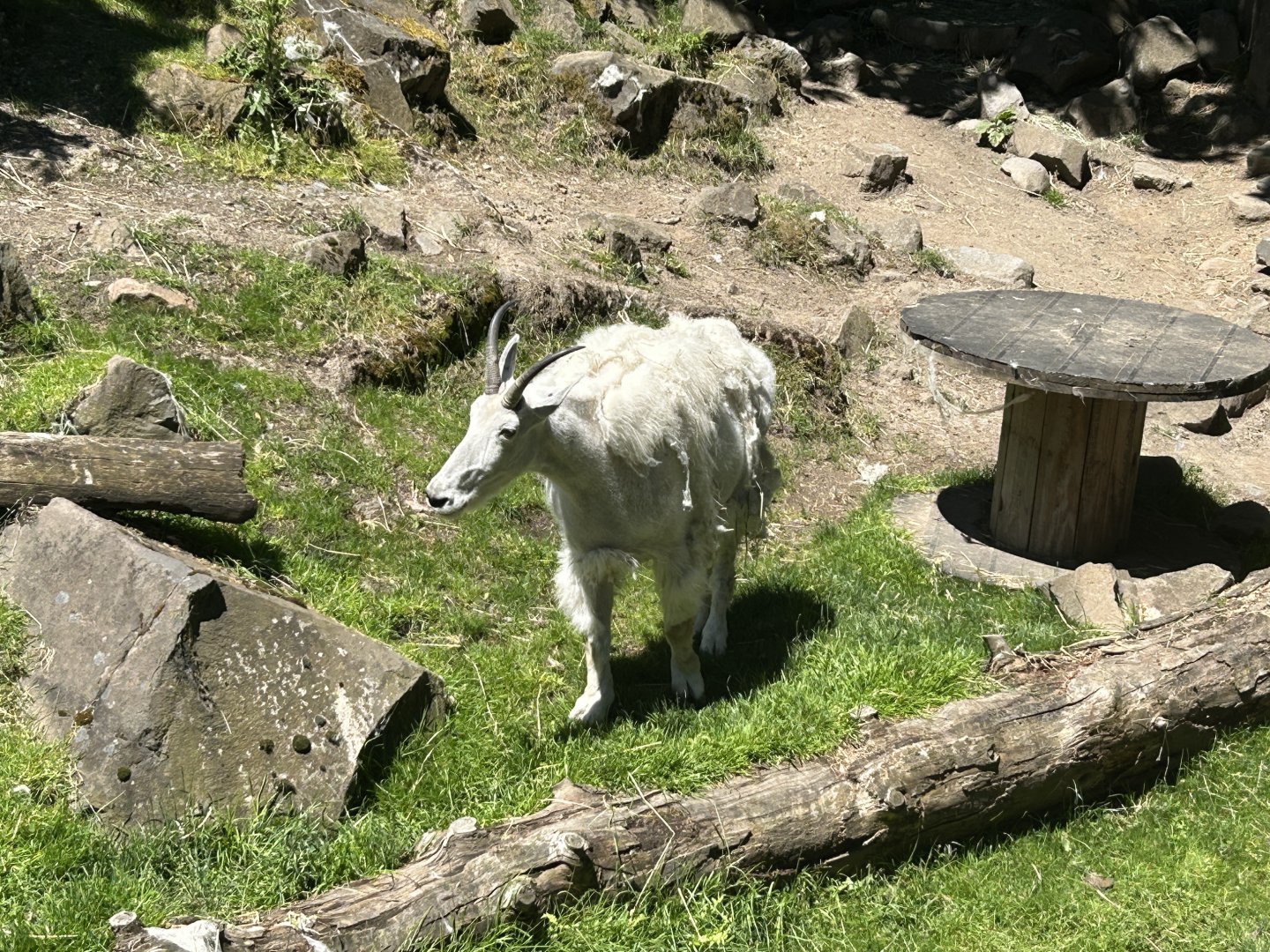 Mountain Goat