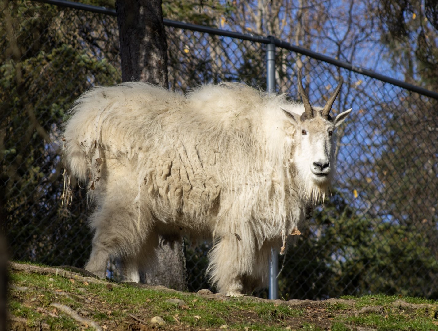 Mountain Goat